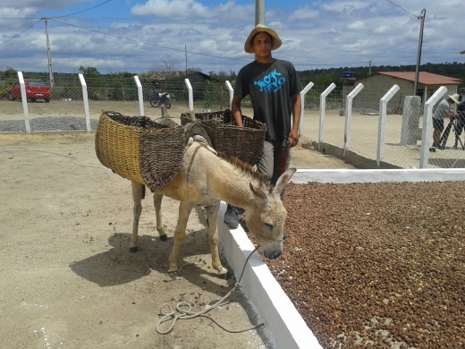 Transporte-de-licuri